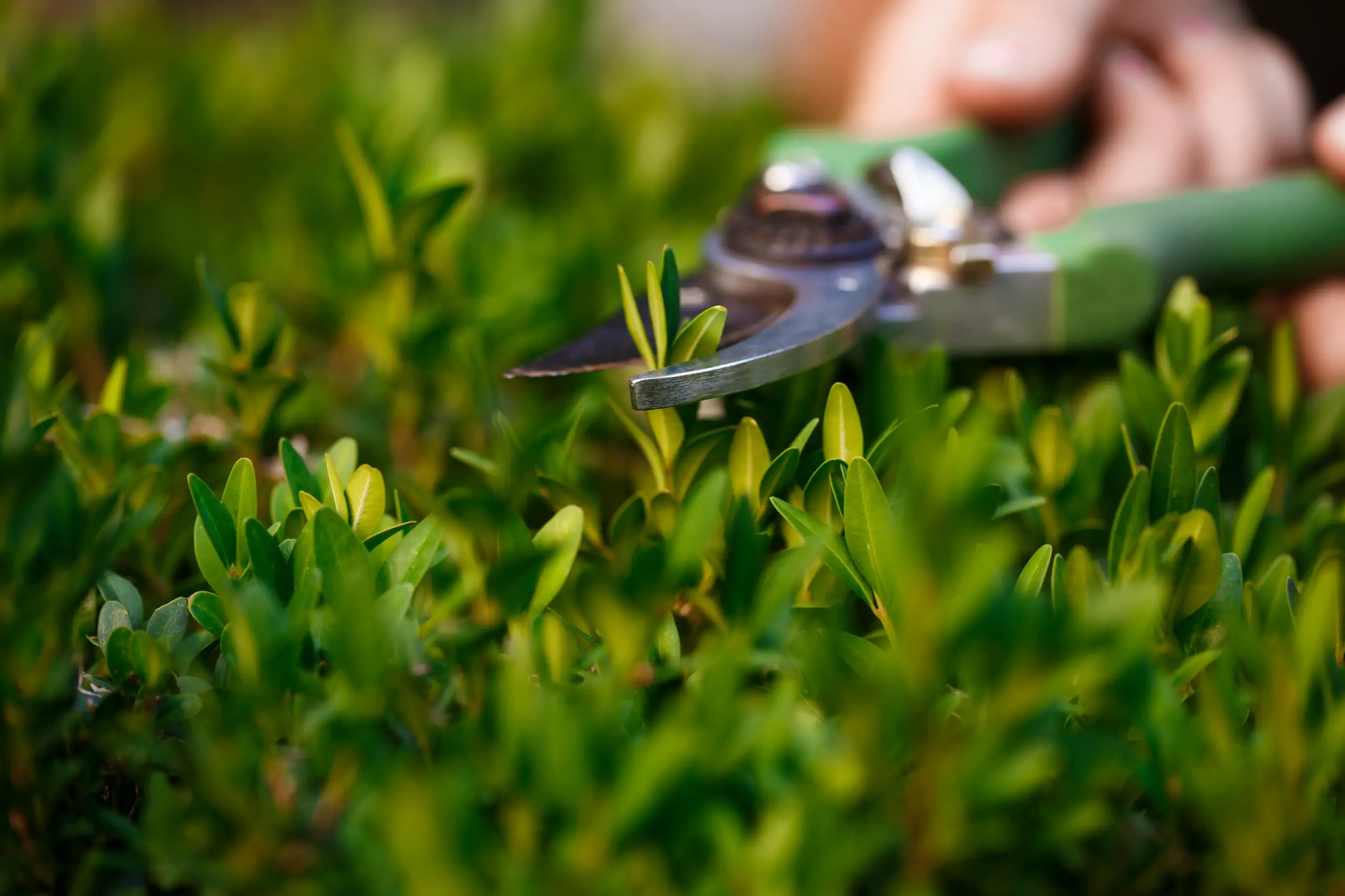 junger-schoner-florist-der-sich-um-blumen-kummert-konzentrieren-sie-sich-auf-eine-pflanze