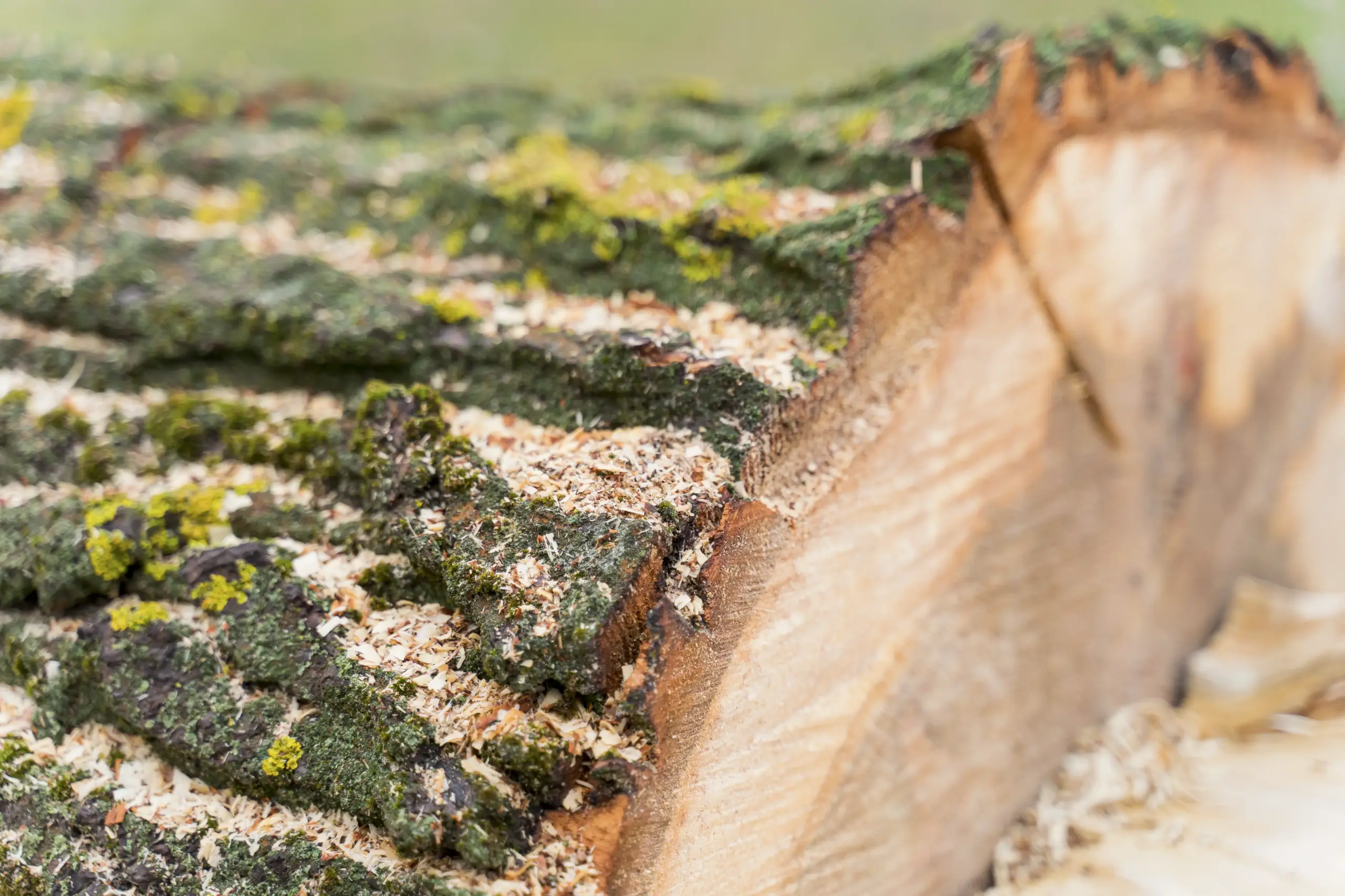 nahaufnahme-holz-fur-lagerfeuer